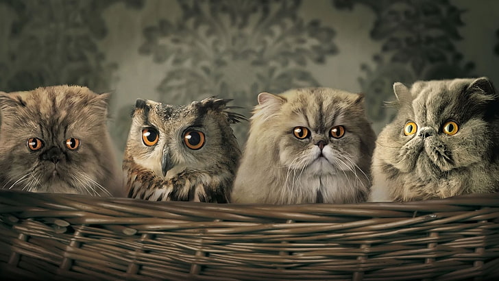 three cats and one owl painting, cat, owl, HD wallpaper