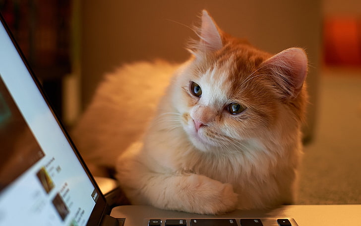 القط والكمبيوتر المحمول والحيوانات، خلفية HD