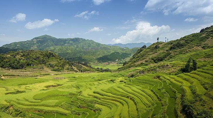 Terraced fields in SaPa, Nature, Landscape, Summer, Green, Field, Asia, Mountains, Vietnam, Rice, sapa, RicePaddies, PaddyField, HD wallpaper