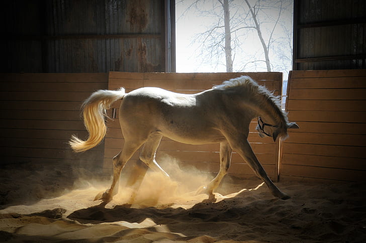 Horse, Stables, Dust, Color, HD wallpaper