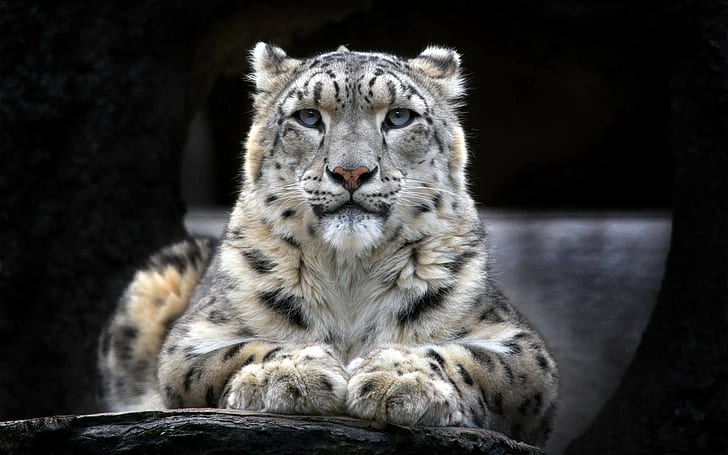 leopardos de las nieves, leopardo (animal), animales, Fondo de pantalla HD