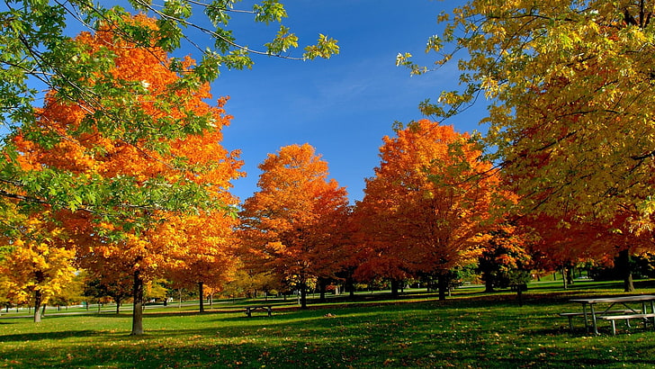 orange trees, fall, trees, park, HD wallpaper
