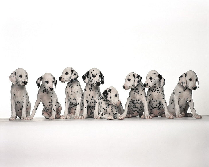 Dogs, Dalmatian, HD wallpaper