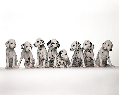 Hunde, Dalmatiner, HD-Hintergrundbild HD wallpaper