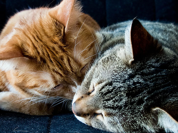 orange och grå tabby katter, katt, International Cat day, orange, grå, tabby katter, gatto, katzen, kattunge, huskatt, husdjur, djur, söt, päls, däggdjur, sovande, husdjur, kattdjur, HD tapet