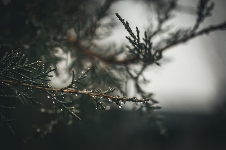 pine trees, raindrop, water drops, nature, depth of field, green, muted, HD wallpaper