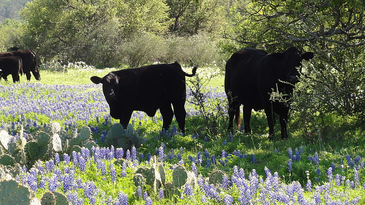 bluebonnets, cattle, flowers, spring, texas, wildflower, HD wallpaper