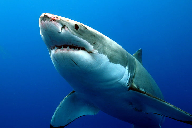 tubarão cinzento na água, tubarão, animais, HD papel de parede