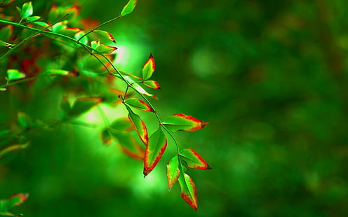 gröna och röda bladväxter, blad, makro, röd, grön, bakgrund, träd, widescreen, tapet, oskärpa, blad, form, helskärm, HD-bakgrundsbilder, helskärm, HD tapet HD wallpaper