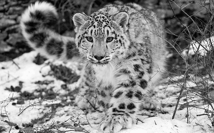 snow leopards, animals, monochrome, leopard (animal), HD wallpaper