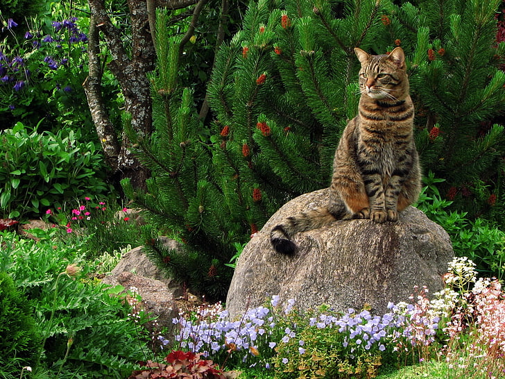 short-haired brown cat, cat, grass, flowers, garden, rock, sitting, landscape, HD wallpaper