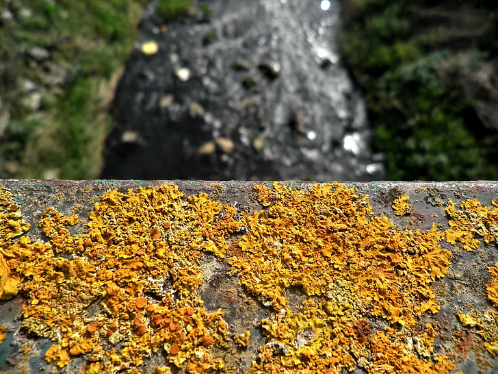 yellow rust, blurred, HD wallpaper