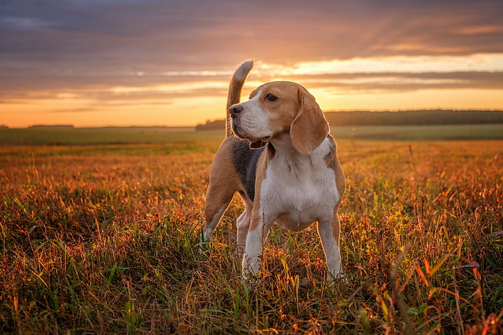 Page 3 | Beagle Dogs HD wallpapers free download | Wallpaperbetter
