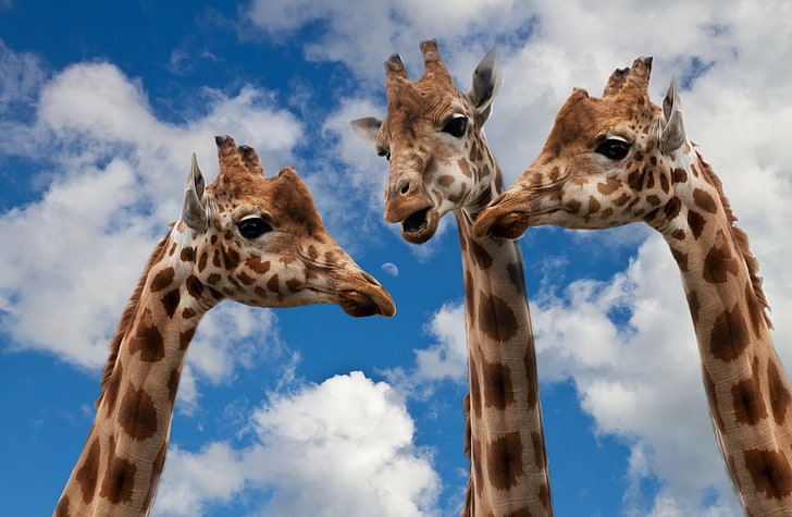 Small Talk, three brown giraffes, Funny, Wild, Giraffes, Clouds, bluesky, HD wallpaper