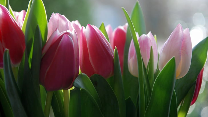 Bunga, tulip, gambar latar belakang, banyak tulip merah muda, bunga, tulip, gambar latar belakang, Wallpaper HD