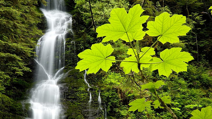 Spring Falls, water, spring, leaves, green, beautiful, falls, 3d and abstract, HD wallpaper