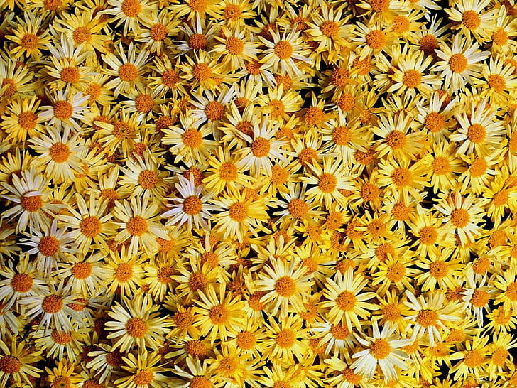 Flowers, Daisies, Yellow, Many, HD wallpaper