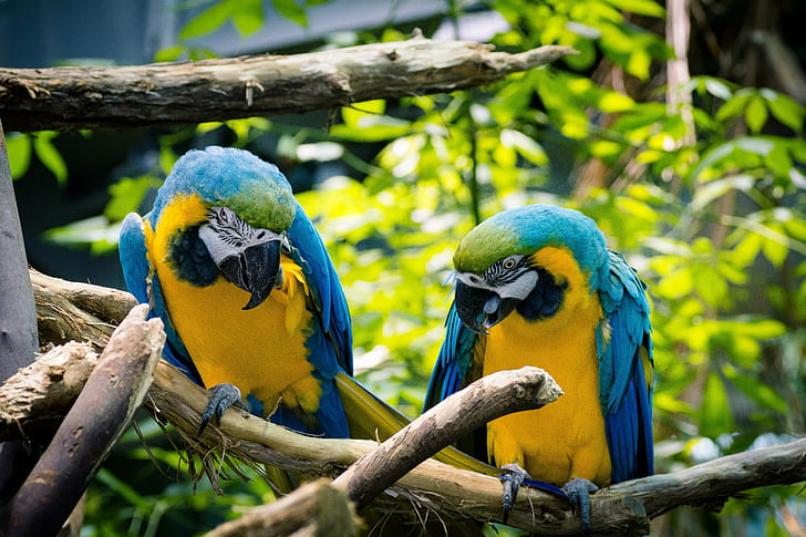 two blue-and-yellow Macaws on branch, macaws, couple, Macaws, blue-and-yellow, branch, Nikon  D7100, Tamron, 90mm, f2.8, macro, bird, academy, science, california, mates, colorful, bokeh, blurred, rainforest, animals, vivid, sf  bay  area, San  Francisco  CA, USA, parrot, macaw, animal, nature, wildlife, blue, beak, multi Colored, pets, yellow, tropical Climate, feather, HD wallpaper