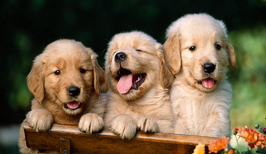 bästa vänner, bulldog, söta hundfoton, hundbilder, hund, doggy, hundar, golden retrieverfoton, poochbilder, HD tapet HD wallpaper
