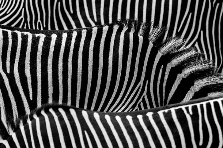 lukisan zebra, Garis-garis, lukisan, B / W, Zebra, bergaris, pola, Warna hitam, hitam dan putih, zebra Print, latar belakang, hewan, safari Hewan, afrika, alam, abstrak, margasatwa, Wallpaper HD