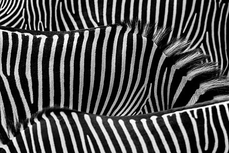 Живопись зебры, Полосы, живопись, Ч / Б, Зебра, полосатый, рисунок, черный Цвет, Черно-белый, Печать зебры, фоны, животное, сафари Животные, Африка, природа, абстрактный, живая природа, HD обои HD wallpaper