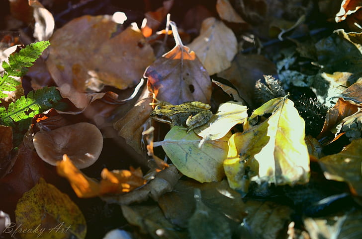 natura, rana, foglie, Sfondo HD