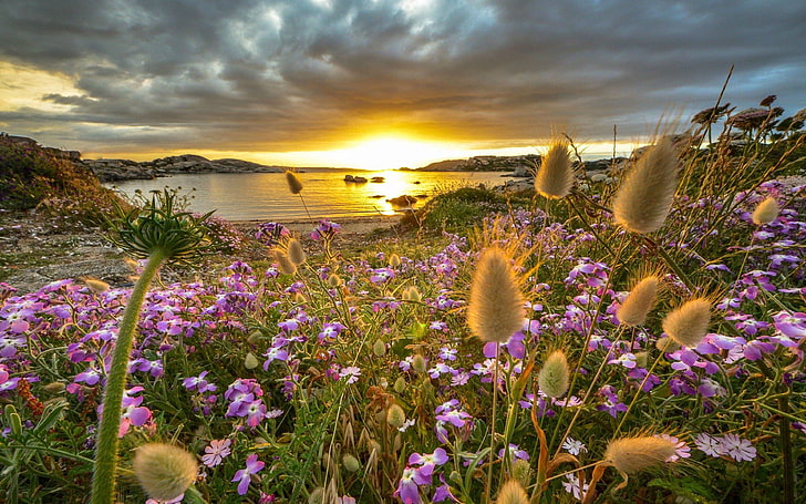 Die Insel Sardinien Italien Sonnenuntergang Wildblumen Wasser Felsen Sand Wolken Strand Bild Für Desktop Hd Wallpaper Pc Tablet Und Mobile 3840 × 2400, HD-Hintergrundbild
