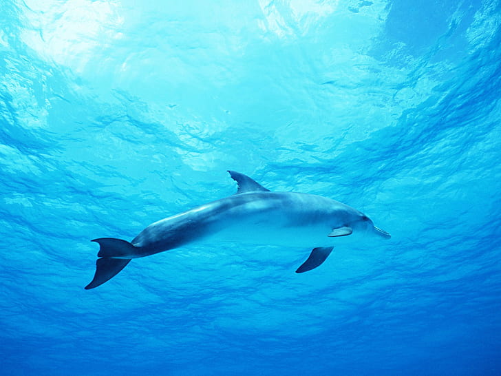 Animales Blue Dolphin Animals Dolphins Arte en alta definición, Azul,  animales, Fondo de pantalla HD | Wallpaperbetter