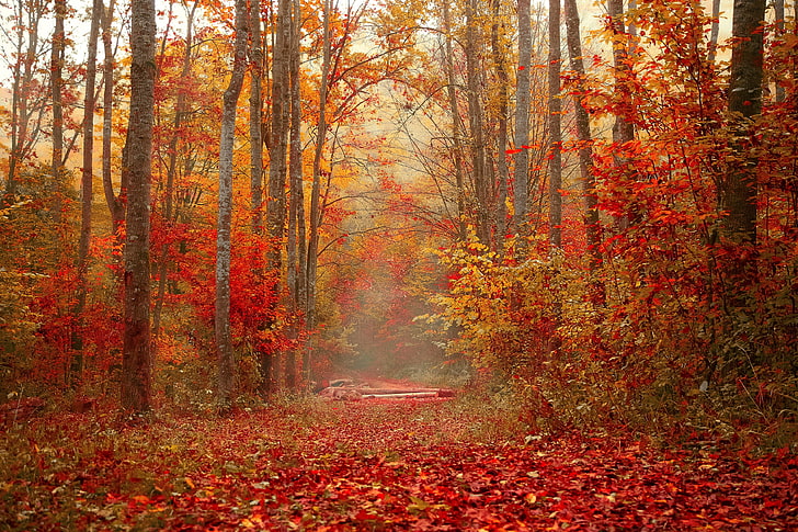 árbol de hoja de arce rojo, otoño, bosque, follaje, árboles, colorido, Fondo de pantalla HD