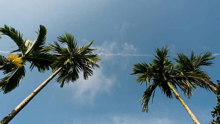 небо, дерево, пальма, древесное растение, ареалы, облако, борассовый болотистый, лист, дневное время, тропики, растение, филиал, финиковая пальма, HD обои