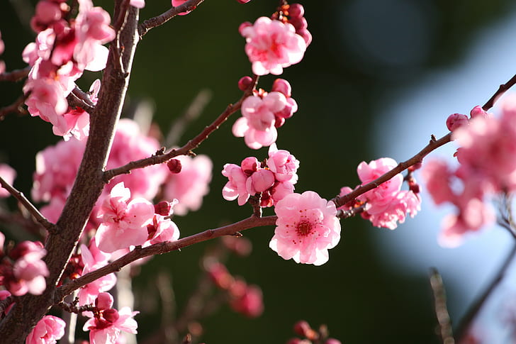 桜の花のマクロ撮影、桜の花、II、マクロ撮影、桜の花、花、花、ボケ、、カリフォルニア、キヤノン、70-200mm、花木、庭、ジョン・モーガン、ピンク、春、UCバークレー、ピンク色、枝、木、自然、春、花、日本、花びら、花、植物、鮮度、クローズアップ、 HDデスクトップの壁紙