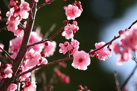 макро изстрел на цветя от черешов цвят, Cherry Blossoms, II, макро изстрел, черешов цвят, цветя, цъфтеж, боке, пъпки, Калифорния, Canon, 70-200mm, цъфтящо дърво, градина, John Morgan, розово, пролет, UC Berkeley, розово Цвят, клон, дърво, природа, пролет, цвете, Япония, венчелистче, цвят, растение, свежест, близък план, HD тапет HD wallpaper