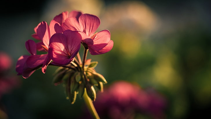 ดอกไม้คลัสเตอร์สีชมพูดอกไม้กลีบดอกพื้นหลังเบลอ, วอลล์เปเปอร์ HD