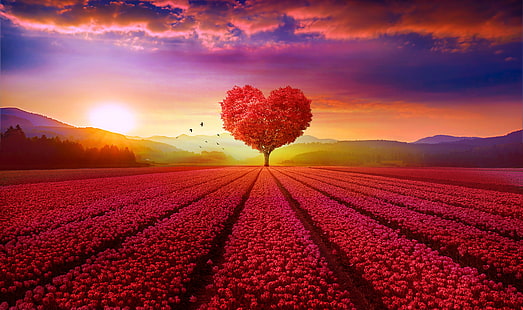 Aşk kalp, Ağaç, Çiçek bahçesi, Kalp ağaç, Gündoğumu, Manzara, Kırmızı, HD, 4K, HD masaüstü duvar kağıdı HD wallpaper