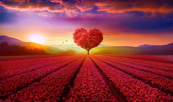 Scenery, Heart tree, Red, Flower garden, 4K, Sunrise, Tree, Love heart, HD wallpaper