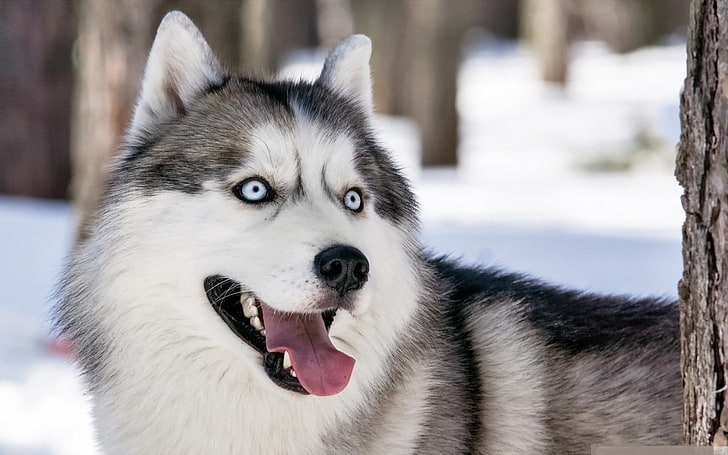 kurzhaariger weißer und grauer Hund, Hund, Winter, Tiere, Siberian Husky, HD-Hintergrundbild