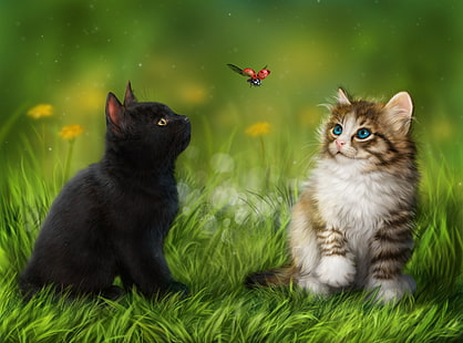 bebé, gato, lindo, gatito, Fondo de pantalla HD HD wallpaper