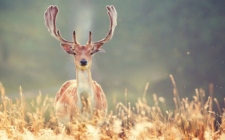 animals, deer, HD wallpaper