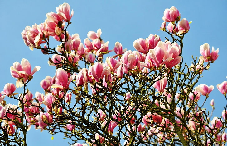 розовое цветущее дерево, магнолия, цветет, веточки, весна, небо, HD обои