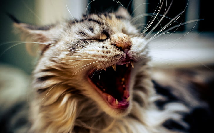 kucing, hewan, mulut terbuka, closeup, menguap, Wallpaper HD