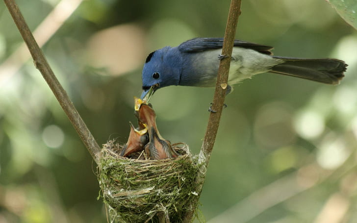 Alimentazione di uccelli colorati Neonati, uccelli, animali, uccellini, colorati, nidi, Sfondo HD