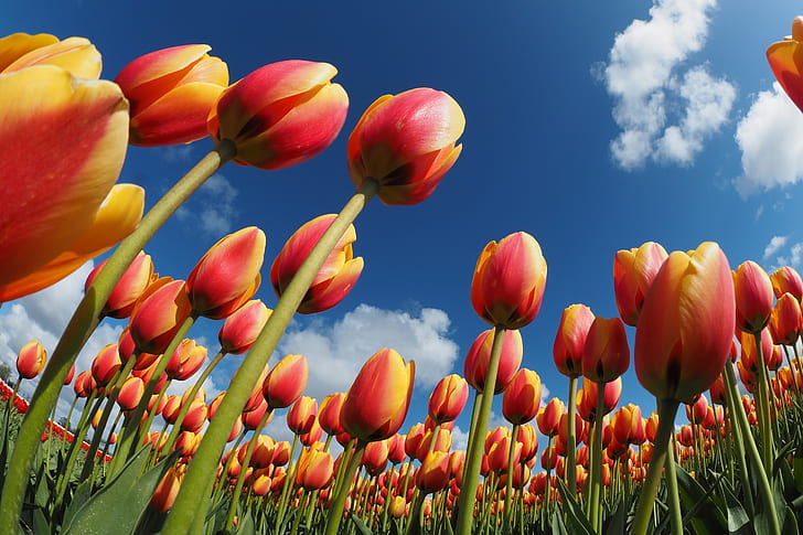 Flowers, Tulip, Flower, Orange Flower, HD wallpaper