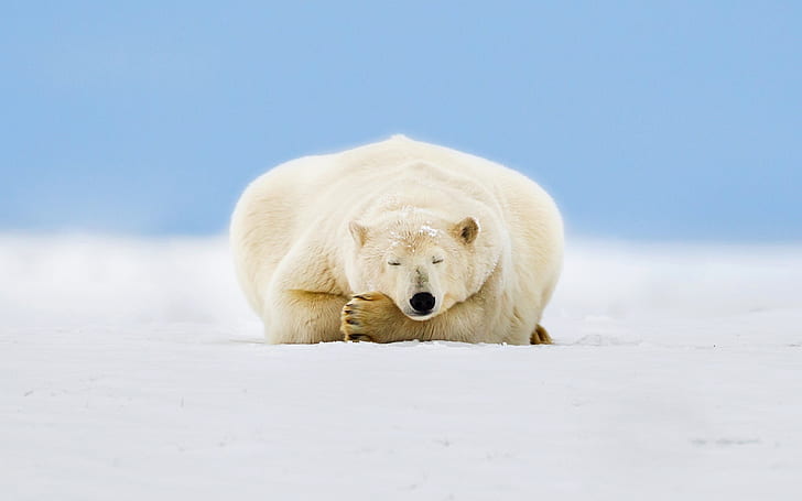Alaska, polar bear sleep, ice, snow, Alaska, Polar, Bear, Sleep, Ice, Snow, HD wallpaper