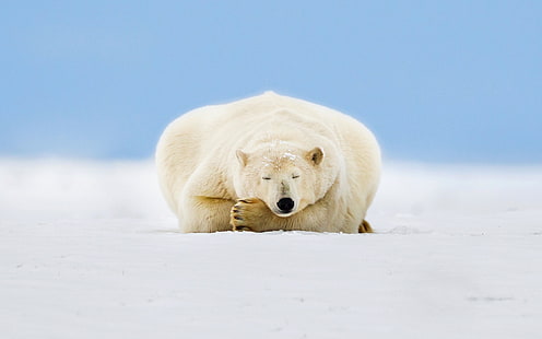 Alaska, polar bear sleep, ice, snow, Alaska, Polar, Bear, Sleep, Ice, Snow, HD wallpaper HD wallpaper