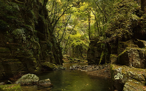 Bosque Árboles Jungle Stream Green Rocks Stones HD, naturaleza, árboles, verde, bosque, rocas, piedras, arroyo, selva, Fondo de pantalla HD HD wallpaper