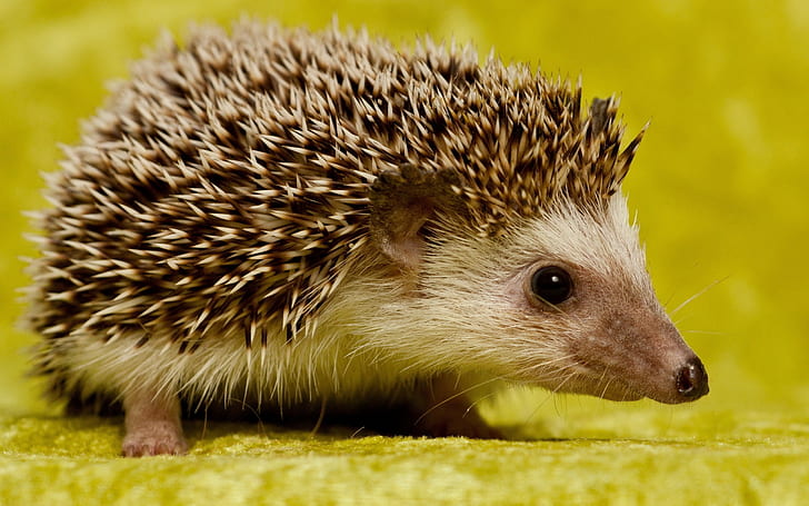 hedgehog, spines, muzzle, HD wallpaper