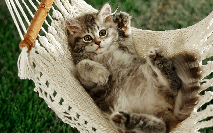 Cat Napper รูปภาพความละเอียดสูง, แมว, สูง, นักเลี้ยง, รูปภาพ, ความละเอียด, วอลล์เปเปอร์ HD