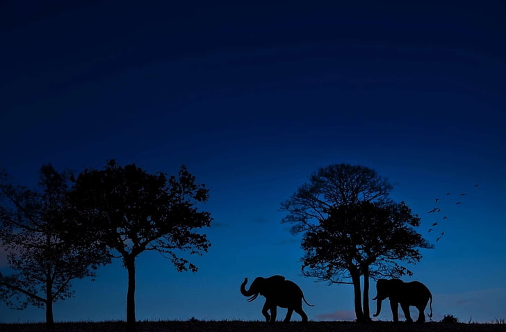 animais, rivières, contra luz, elefantes, nuit, ciel, Fond d'écran HD