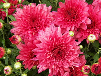 rosa hortensia, Röd, Mums, rosa, hortensia, natur, växt, blomma, rosa Färg, sommar, kronblad, blommahuvud, närbild, friskhet, botanik, flerfärgad, bakgrunder, skönhet i naturen, HD tapet HD wallpaper