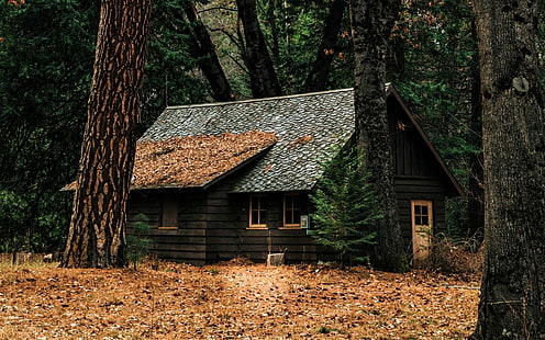 Man Made, Cabin, Forest, House, Tree, HD wallpaper HD wallpaper